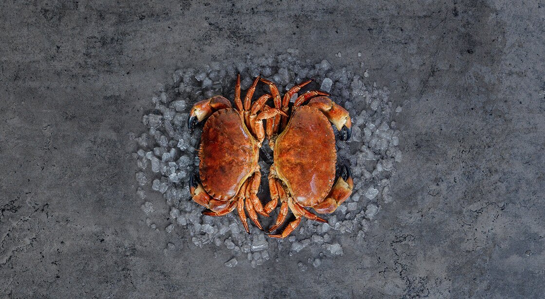Brown crab