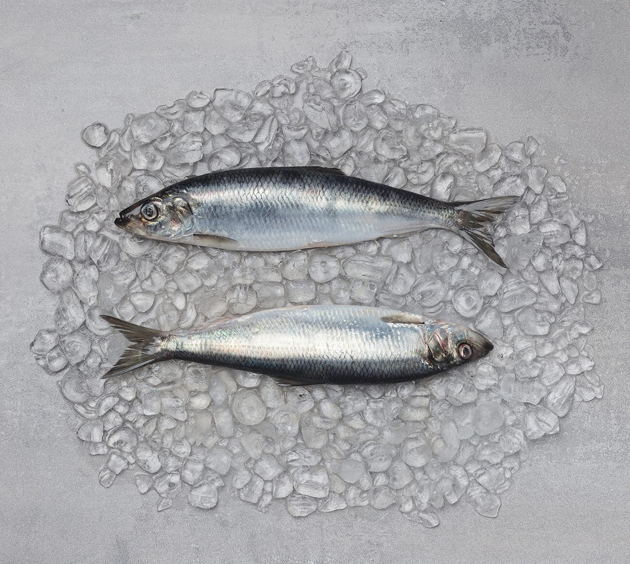 Herring