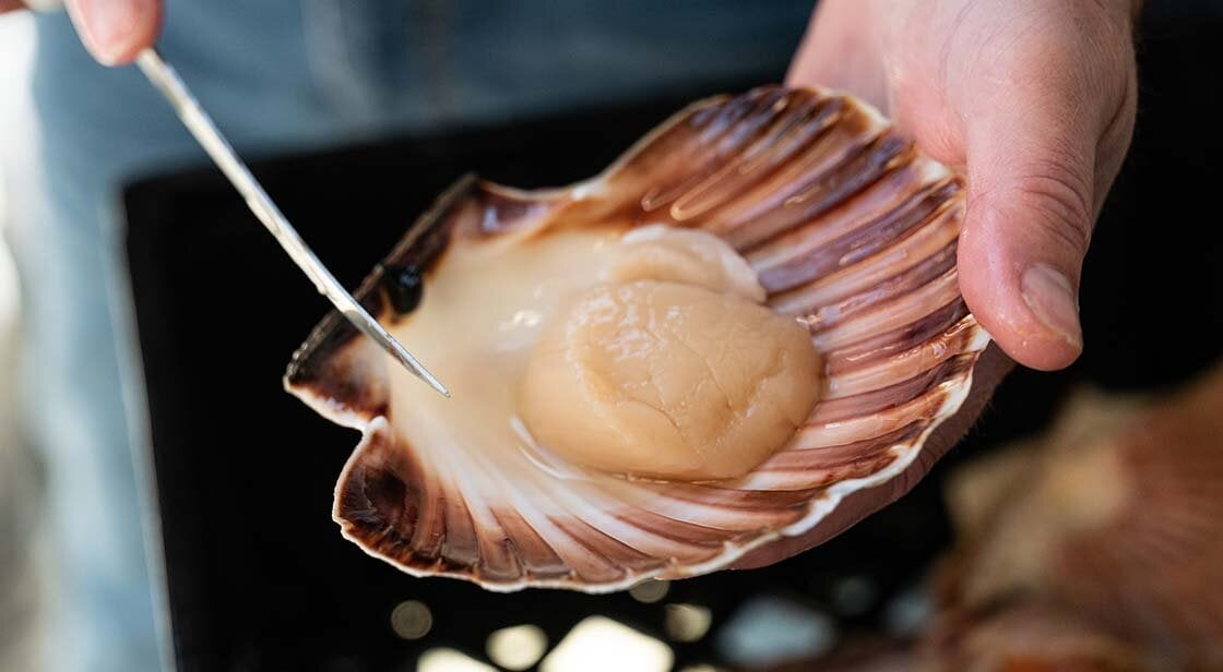King scallop