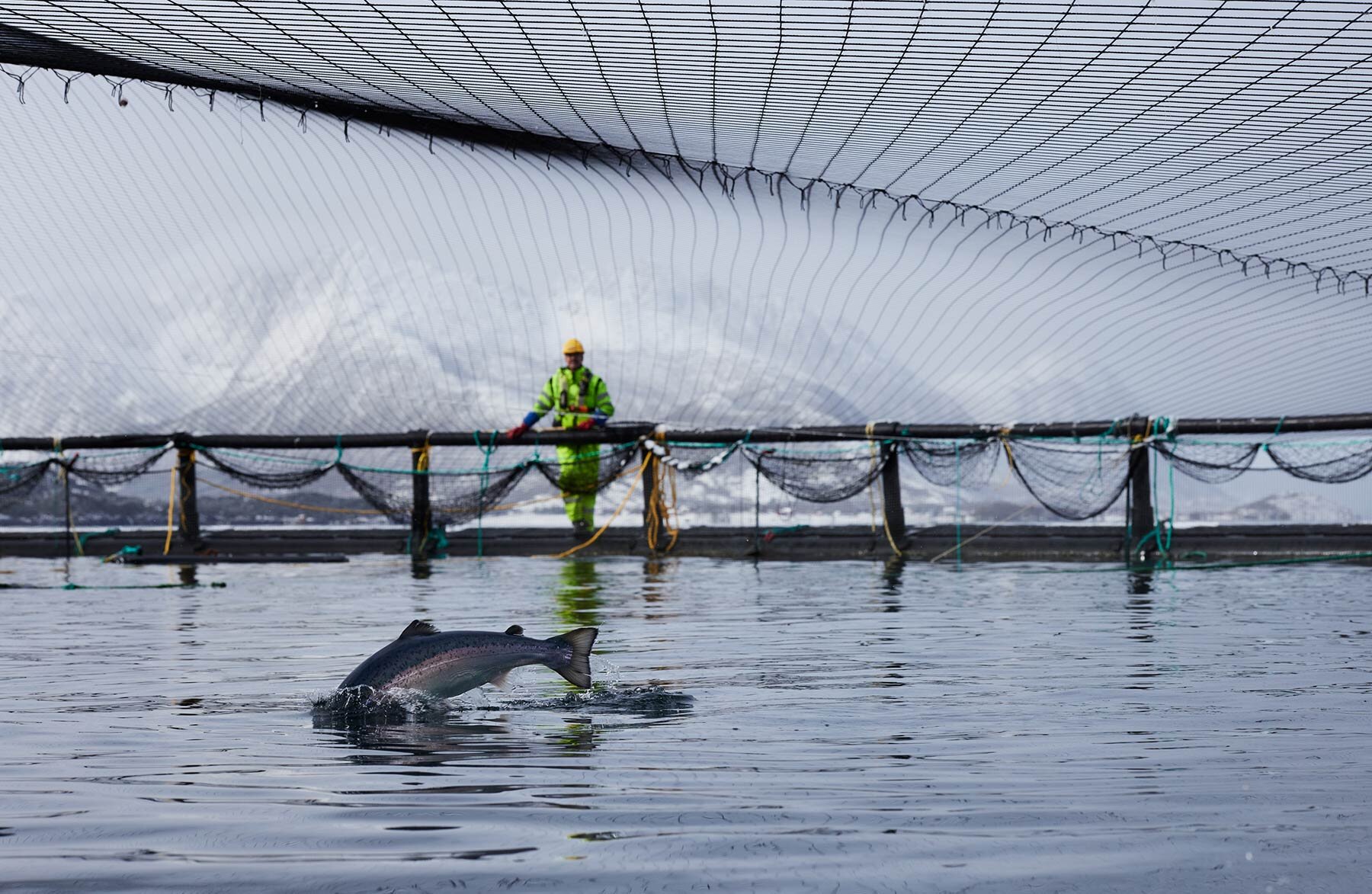 Close-up of a salmon farm